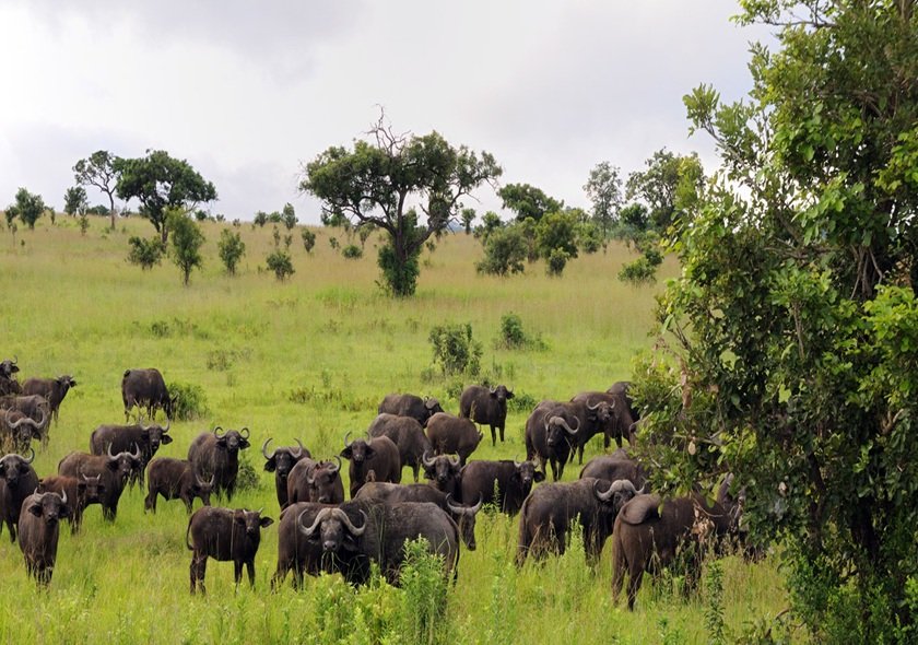 2 Days 1 Night Tarangire + Ngorongoro Safari