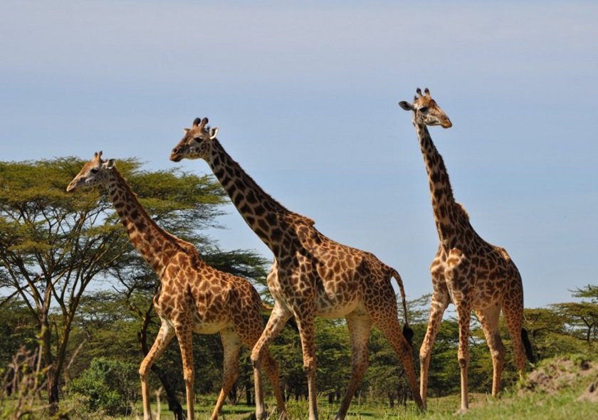 Lemosho Route - 9 Days Kilimanjaro Climbing