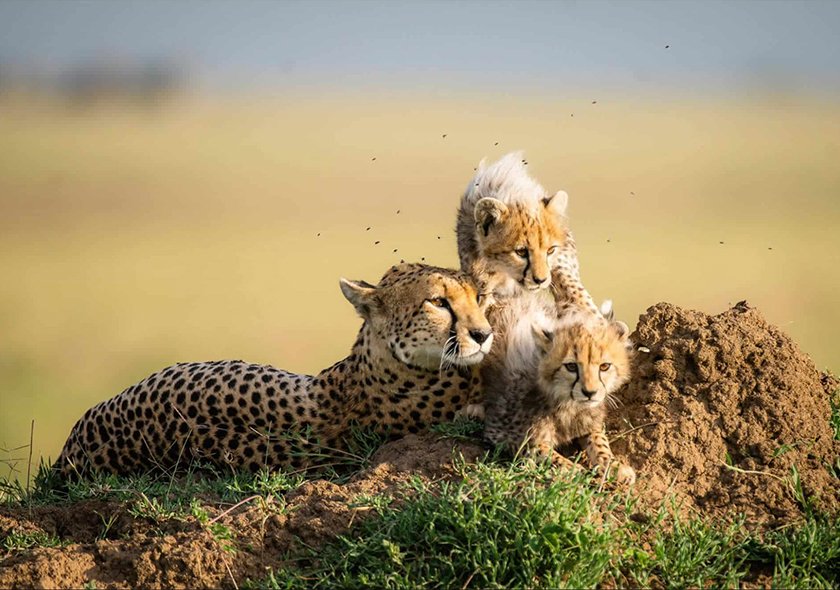 Mount Meru Wildlife Safari - 4 Days