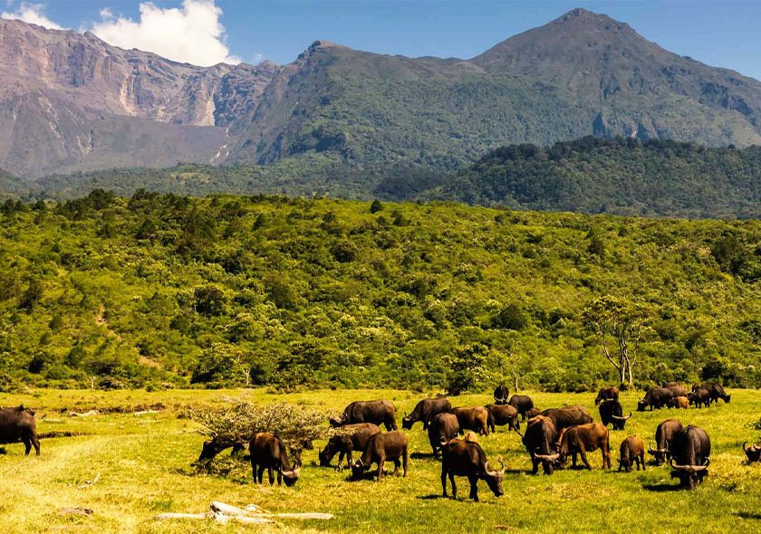 Mount Meru Wildlife Safari - 4 Days