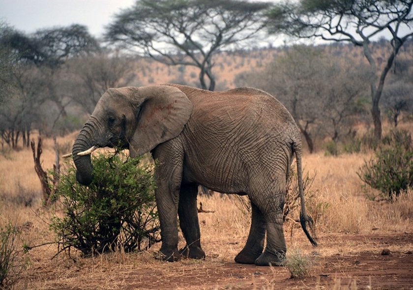 7-Day Best of the Wild Luxury Safari