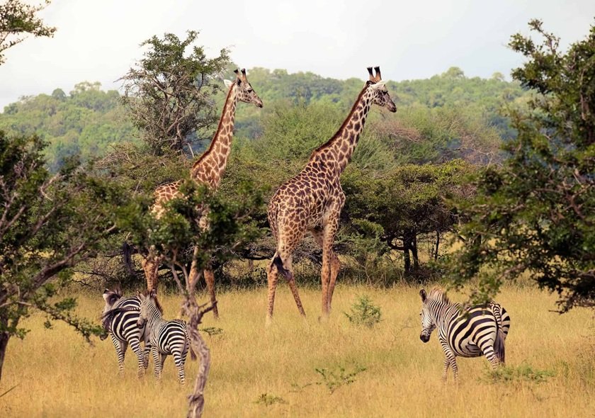 9-Day Migration Footsteps Safari - River Crossing