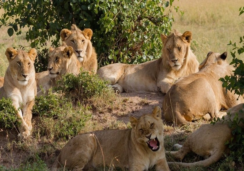 9-Day Migration Footsteps Safari - River Crossing