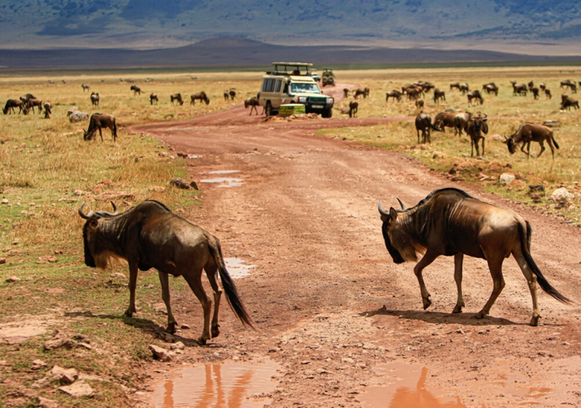 8-Day Big Five Safari